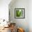 Aloe Vera-Alexander Feig-Framed Photographic Print displayed on a wall