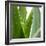 Aloe Vera-Alexander Feig-Framed Photographic Print