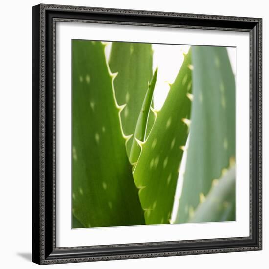 Aloe Vera-Alexander Feig-Framed Photographic Print