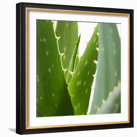 Aloe Vera-Alexander Feig-Framed Photographic Print