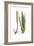 Aloe vulgaris, Flora Graeca-Ferdinand Bauer-Framed Giclee Print