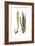 Aloe vulgaris, Flora Graeca-Ferdinand Bauer-Framed Giclee Print