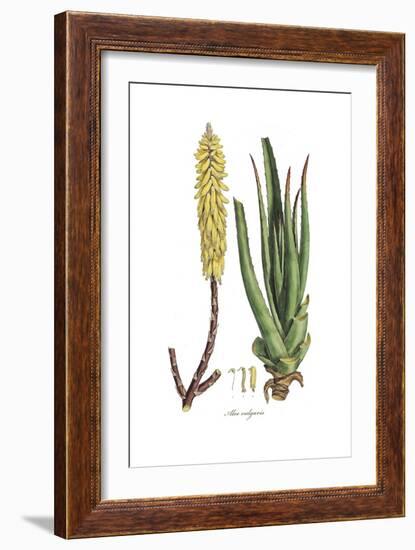 Aloe vulgaris, Flora Graeca-Ferdinand Bauer-Framed Giclee Print