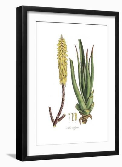 Aloe vulgaris, Flora Graeca-Ferdinand Bauer-Framed Giclee Print