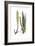 Aloe vulgaris, Flora Graeca-Ferdinand Bauer-Framed Giclee Print