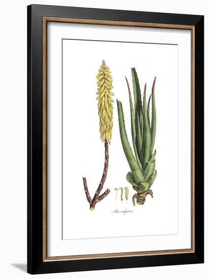 Aloe vulgaris, Flora Graeca-Ferdinand Bauer-Framed Giclee Print