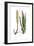 Aloe vulgaris, Flora Graeca-Ferdinand Bauer-Framed Giclee Print