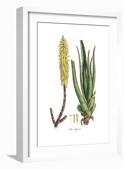 Aloe vulgaris, Flora Graeca-Ferdinand Bauer-Framed Giclee Print