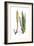 Aloe vulgaris, Flora Graeca-Ferdinand Bauer-Framed Giclee Print