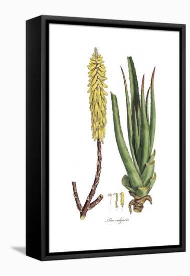 Aloe vulgaris, Flora Graeca-Ferdinand Bauer-Framed Premier Image Canvas