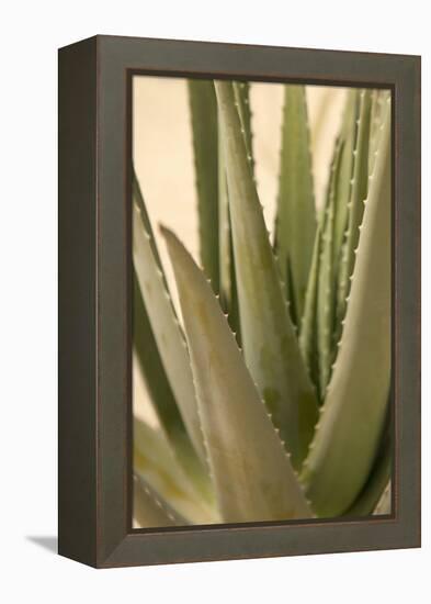 Aloe-Karyn Millet-Framed Premier Image Canvas