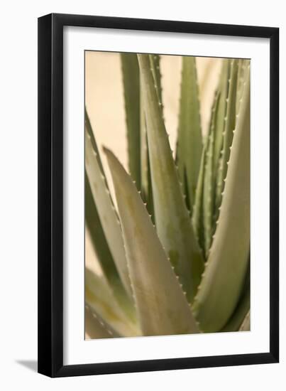 Aloe-Karyn Millet-Framed Photographic Print