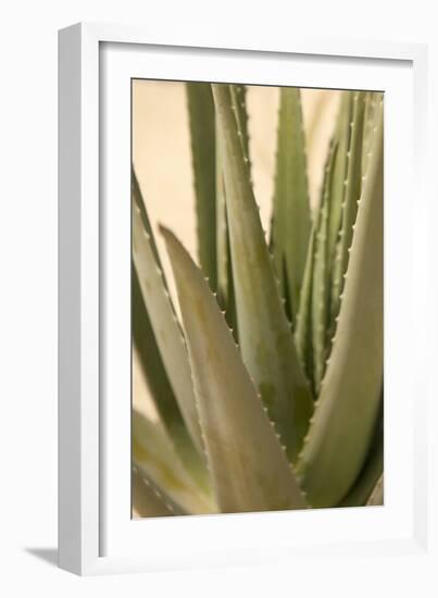 Aloe-Karyn Millet-Framed Photographic Print