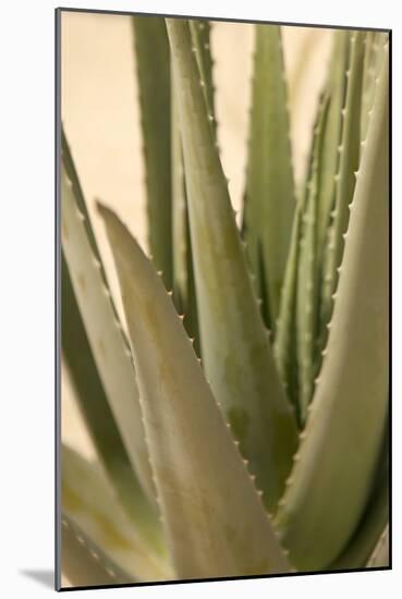 Aloe-Karyn Millet-Mounted Photographic Print