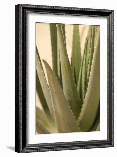 Aloe-Karyn Millet-Framed Photographic Print
