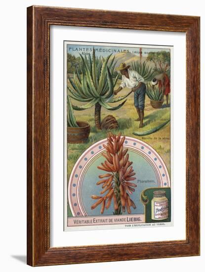 Aloes: Harvesting the Sap-null-Framed Giclee Print