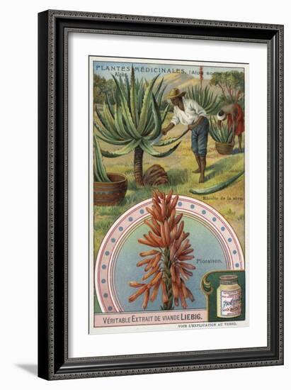 Aloes: Harvesting the Sap-null-Framed Giclee Print