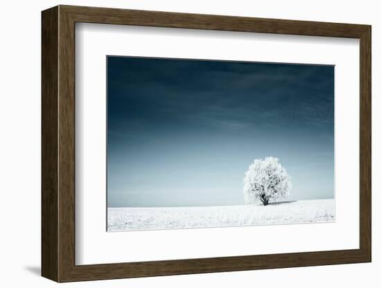 Alone Frozen Tree in Snowy Field and Dark Blue Sky-Dudarev Mikhail-Framed Photographic Print
