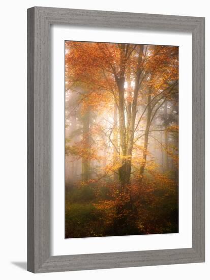 Alone in the Fog-Philippe Sainte-Laudy-Framed Photographic Print