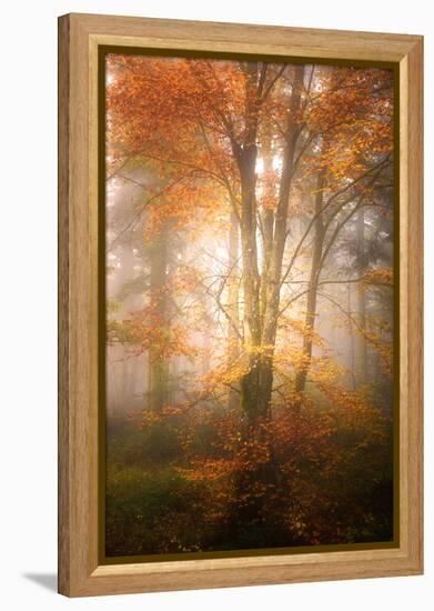 Alone in the Fog-Philippe Sainte-Laudy-Framed Premier Image Canvas