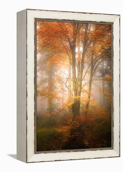 Alone in the Fog-Philippe Sainte-Laudy-Framed Premier Image Canvas