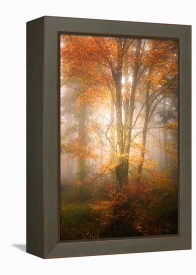 Alone in the Fog-Philippe Sainte-Laudy-Framed Premier Image Canvas