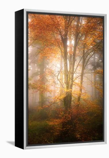 Alone in the Fog-Philippe Sainte-Laudy-Framed Premier Image Canvas