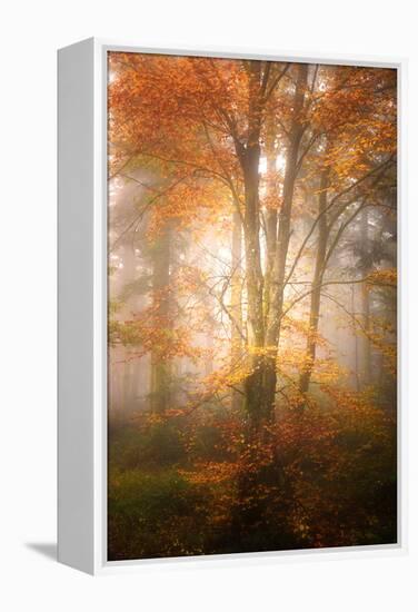 Alone in the Fog-Philippe Sainte-Laudy-Framed Premier Image Canvas