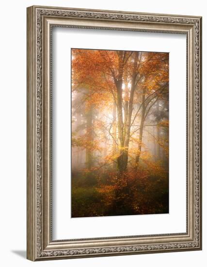 Alone in the Fog-Philippe Sainte-Laudy-Framed Photographic Print