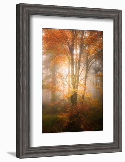 Alone in the Fog-Philippe Sainte-Laudy-Framed Photographic Print