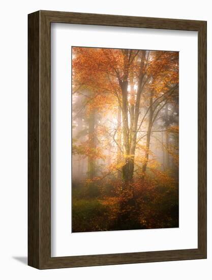 Alone in the Fog-Philippe Sainte-Laudy-Framed Photographic Print