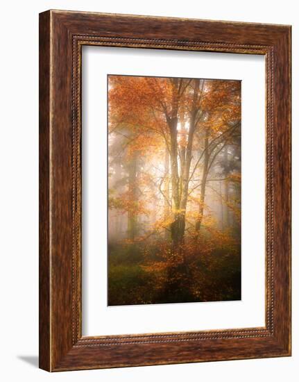 Alone in the Fog-Philippe Sainte-Laudy-Framed Photographic Print