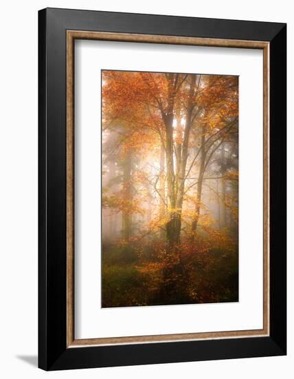 Alone in the Fog-Philippe Sainte-Laudy-Framed Photographic Print