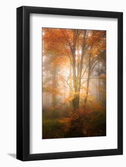 Alone in the Fog-Philippe Sainte-Laudy-Framed Photographic Print