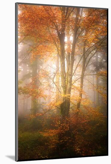 Alone in the Fog-Philippe Sainte-Laudy-Mounted Photographic Print