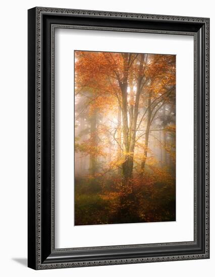 Alone in the Fog-Philippe Sainte-Laudy-Framed Photographic Print