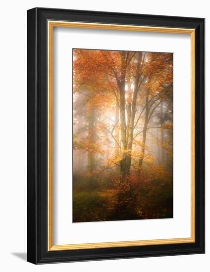Alone in the Fog-Philippe Sainte-Laudy-Framed Photographic Print