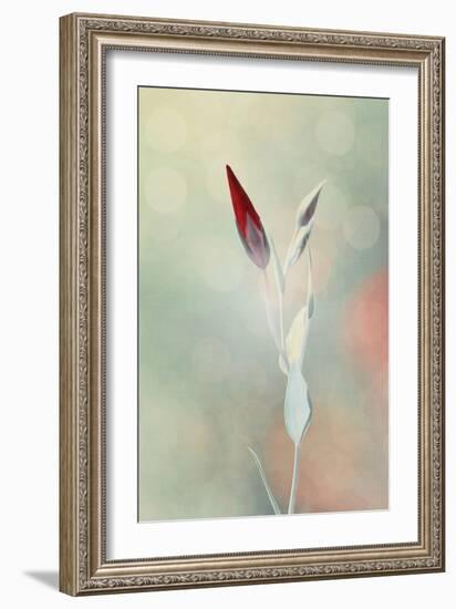 Alone in the Light-Philippe Sainte-Laudy-Framed Photographic Print