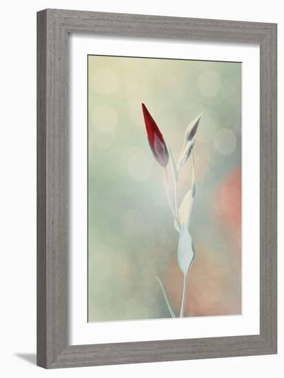 Alone in the Light-Philippe Sainte-Laudy-Framed Photographic Print