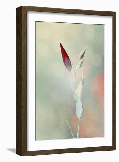 Alone in the Light-Philippe Sainte-Laudy-Framed Photographic Print