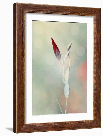 Alone in the Light-Philippe Sainte-Laudy-Framed Photographic Print
