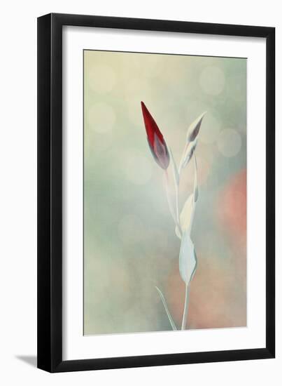 Alone in the Light-Philippe Sainte-Laudy-Framed Photographic Print