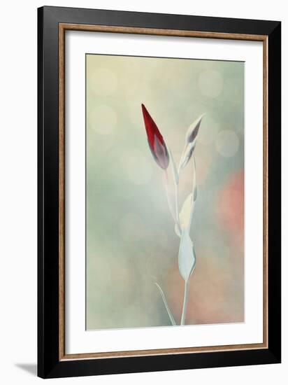 Alone in the Light-Philippe Sainte-Laudy-Framed Photographic Print