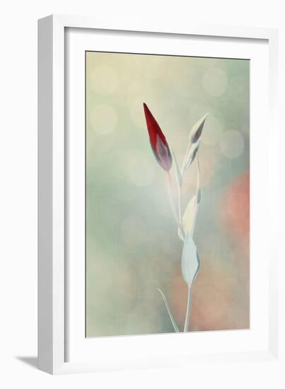 Alone in the Light-Philippe Sainte-Laudy-Framed Photographic Print