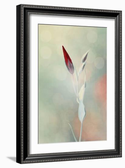 Alone in the Light-Philippe Sainte-Laudy-Framed Photographic Print