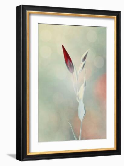 Alone in the Light-Philippe Sainte-Laudy-Framed Photographic Print