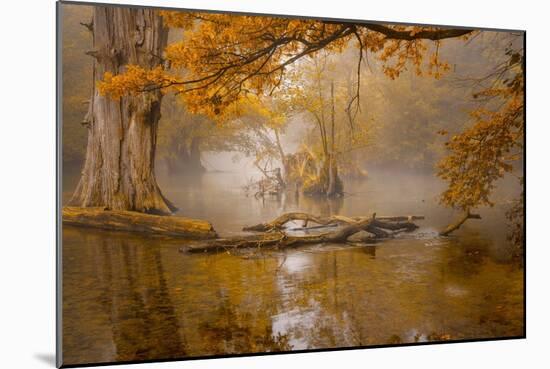 Alone in the Swamp-Norbert Maier-Mounted Giclee Print