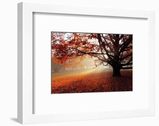 Alone Tree in Autumn Park-TTstudio-Framed Photographic Print