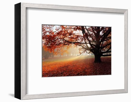 Alone Tree in Autumn Park-TTstudio-Framed Photographic Print