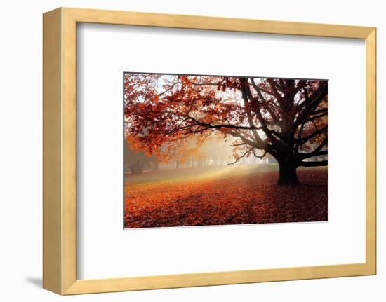 Alone Tree in Autumn Park-TTstudio-Framed Photographic Print